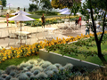 Rooftop Garden